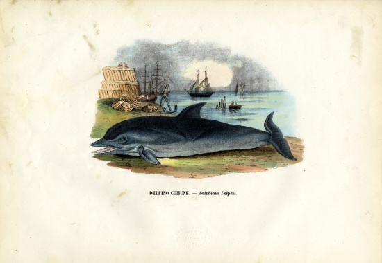 Common Dolphin de Raimundo Petraroja