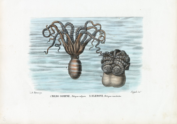 Common Octopus de Raimundo Petraroja