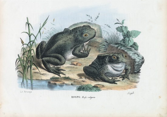 Common Toad de Raimundo Petraroja