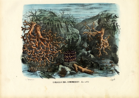 Corals de Raimundo Petraroja