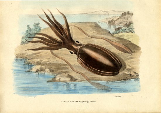 Cuttlefish de Raimundo Petraroja