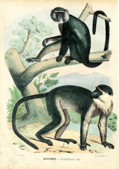 Diana Monkey de Raimundo Petraroja