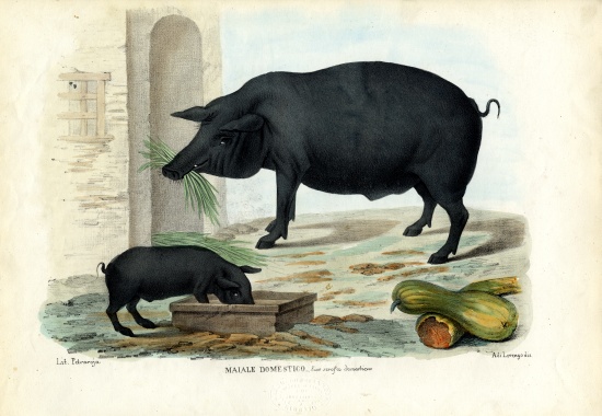 Domestic Pig de Raimundo Petraroja