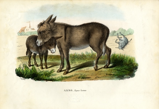 Donkey de Raimundo Petraroja