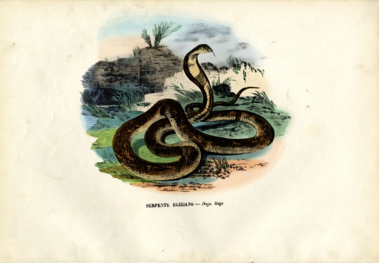 Egyptian Cobra de Raimundo Petraroja