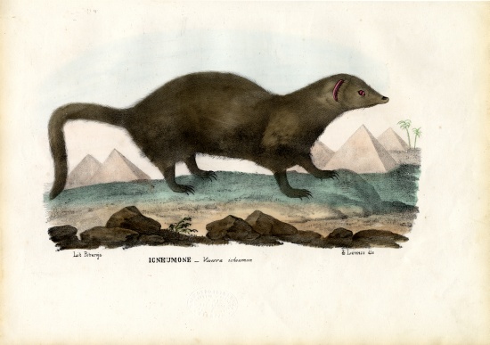Egyptian Mongoose de Raimundo Petraroja