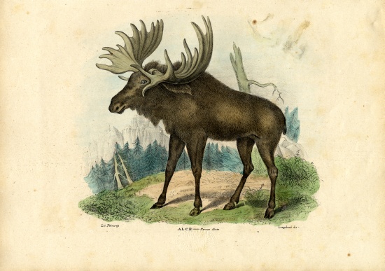 Elk de Raimundo Petraroja
