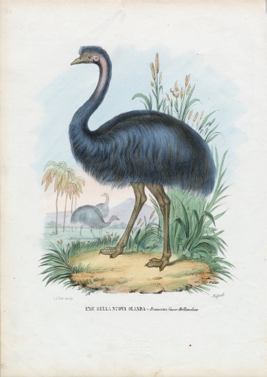 Emu de Raimundo Petraroja