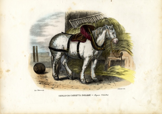 English Farm Horse de Raimundo Petraroja