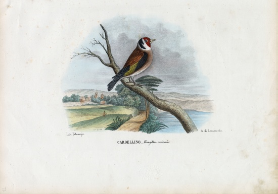 European Goldfinch de Raimundo Petraroja
