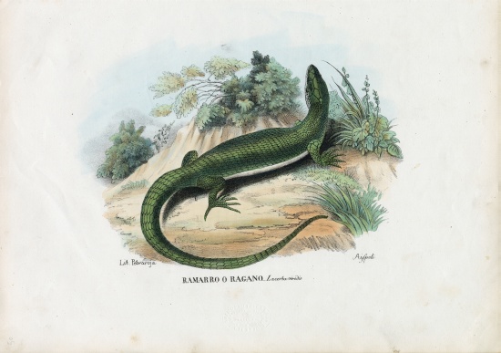 European Green Lizard de Raimundo Petraroja