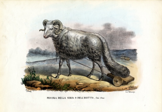 Fat-Tailed Sheep de Raimundo Petraroja