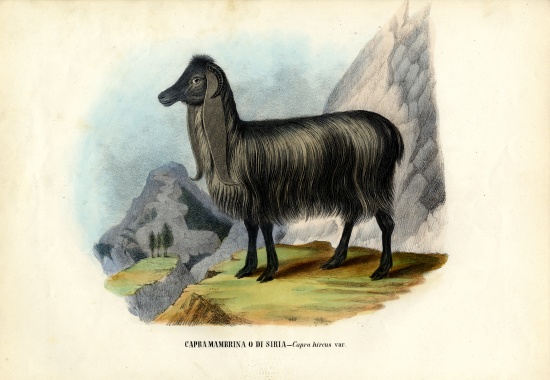 Feral Goat de Raimundo Petraroja