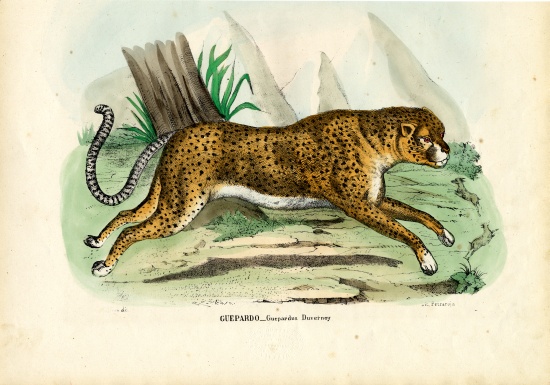 Gepard de Raimundo Petraroja