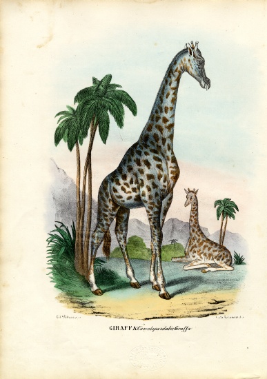 Giraffe de Raimundo Petraroja
