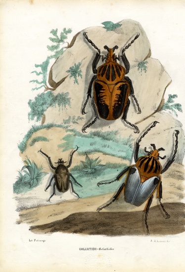 Goliath Beetles de Raimundo Petraroja