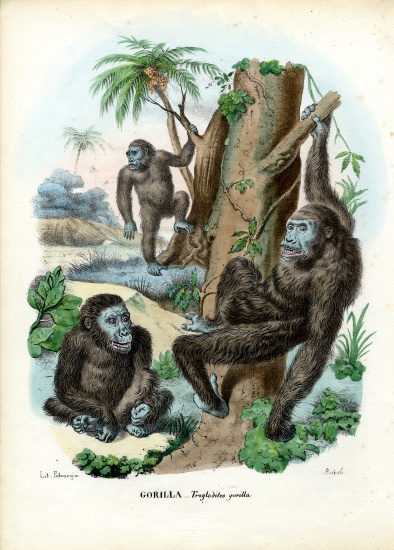 Gorilla de Raimundo Petraroja