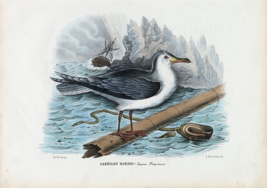 Great Black-Backed Gull de Raimundo Petraroja