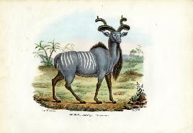 Greater Kudu