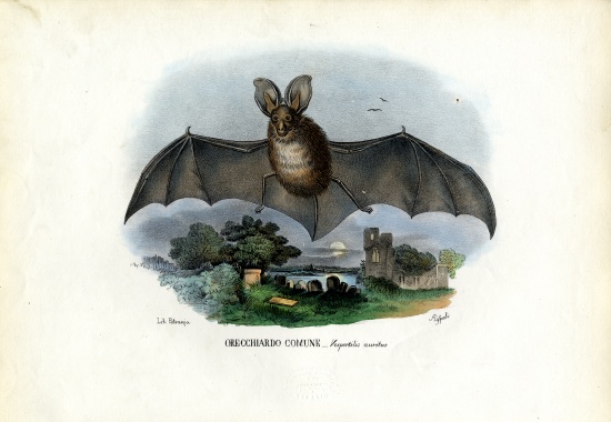 Grey Long-Eared Bat de Raimundo Petraroja