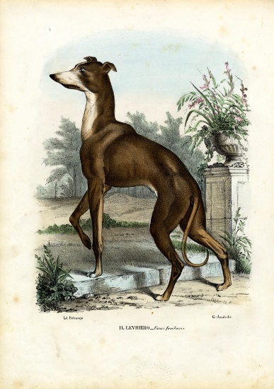 Greyhound de Raimundo Petraroja