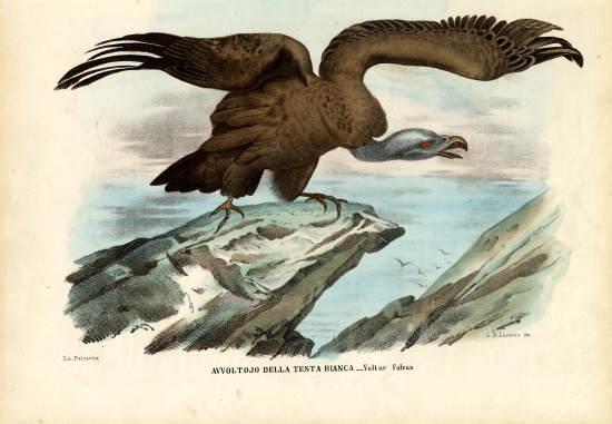Griffon Vulture de Raimundo Petraroja