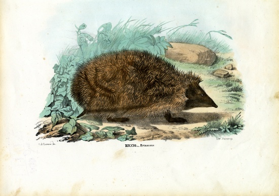 Hedgehog de Raimundo Petraroja