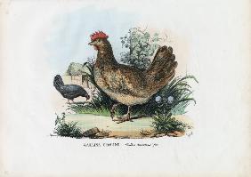 Hen