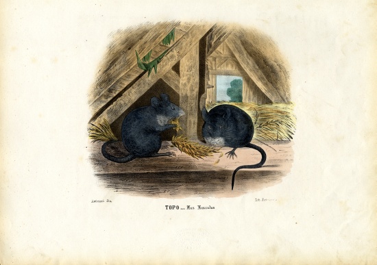 House Mouse de Raimundo Petraroja