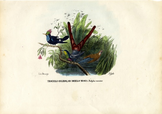Hummingbirds de Raimundo Petraroja