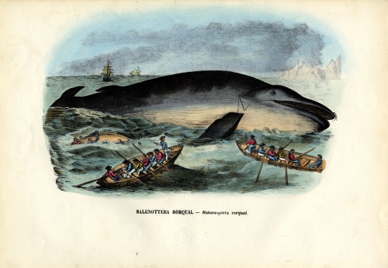Humpback Whale de Raimundo Petraroja