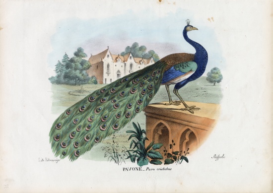 Indian Peafowl de Raimundo Petraroja