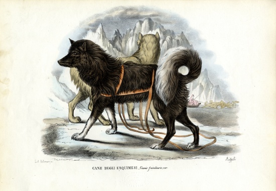 Inuit Sled Dog de Raimundo Petraroja
