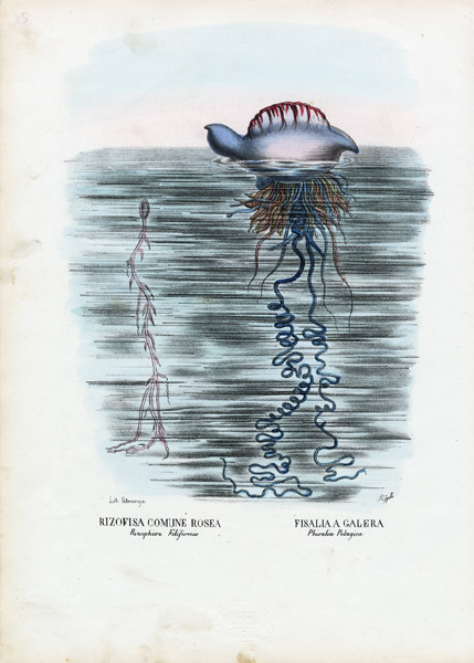 Jellyfish de Raimundo Petraroja