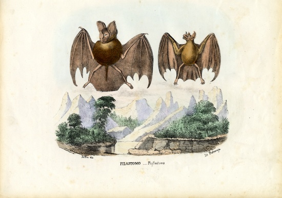 Leaf-Nosed Bats de Raimundo Petraroja