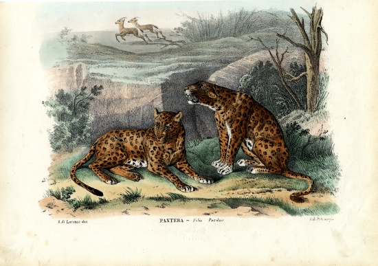 Leopard de Raimundo Petraroja