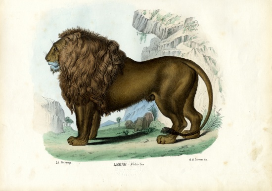 Lion de Raimundo Petraroja