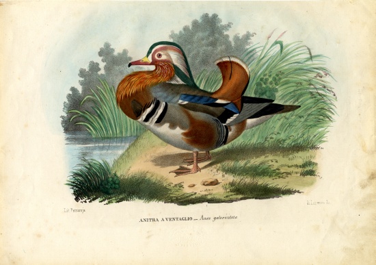 Mandarin Duck de Raimundo Petraroja
