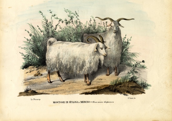Merino Sheep de Raimundo Petraroja