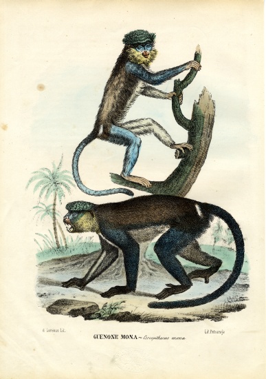 Mona Monkey de Raimundo Petraroja