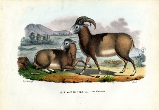 Mouflon de Raimundo Petraroja