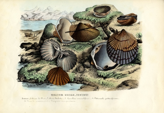 Mussels de Raimundo Petraroja