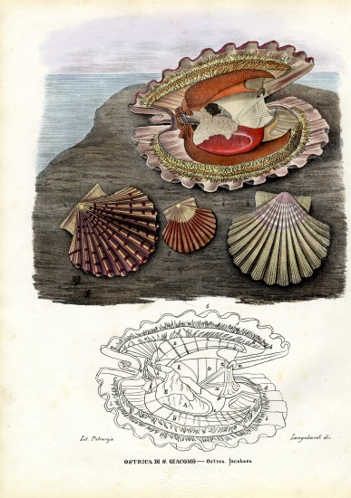Mussels de Raimundo Petraroja