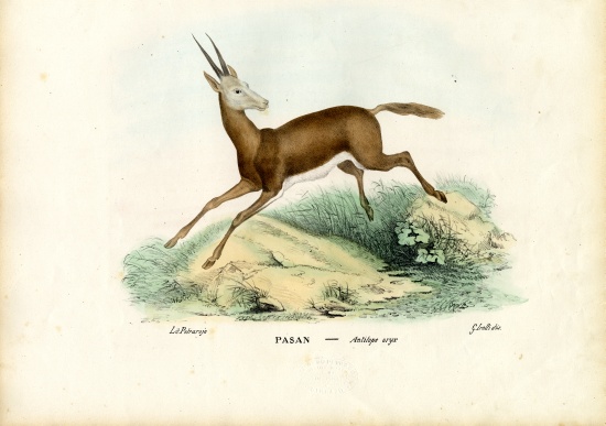 Oryx de Raimundo Petraroja