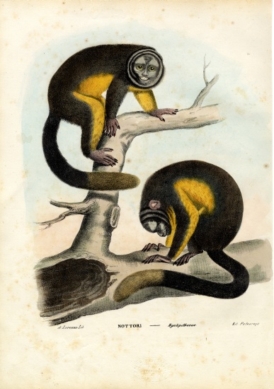 Owl Monkey de Raimundo Petraroja