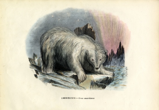 Polar Bear de Raimundo Petraroja