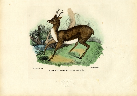 Roe Deer de Raimundo Petraroja
