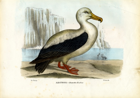 Royal Albatross de Raimundo Petraroja