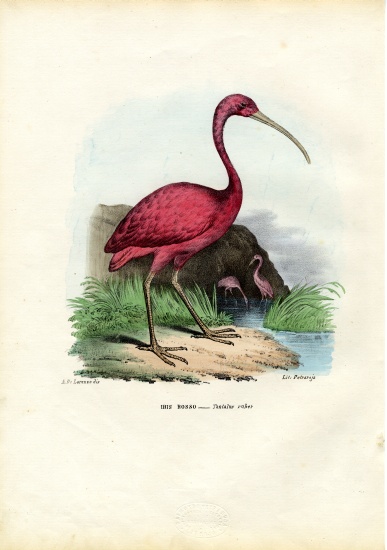 Scarlet Ibis de Raimundo Petraroja