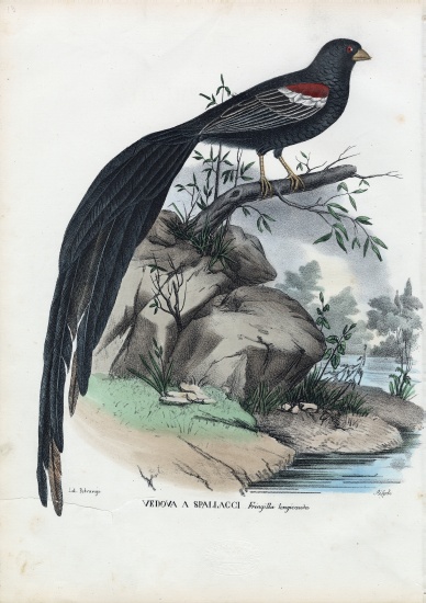 Siberian Finch de Raimundo Petraroja